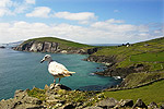 Schiereiland Dingle. Op de achtergrond Blasket Islands. Zuid-west Ierland.